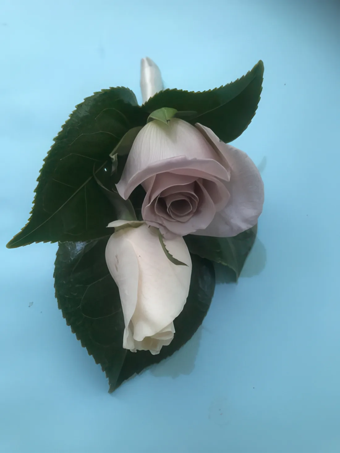 Buttonholes 03
