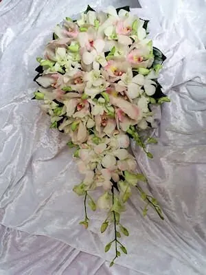 Cymbidium and singapore orchids for Cymbidium and singapore orchids