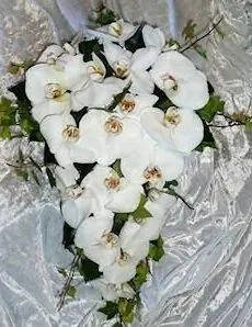 Orchid Brides' Bouquet for Phalaenopsis orchids