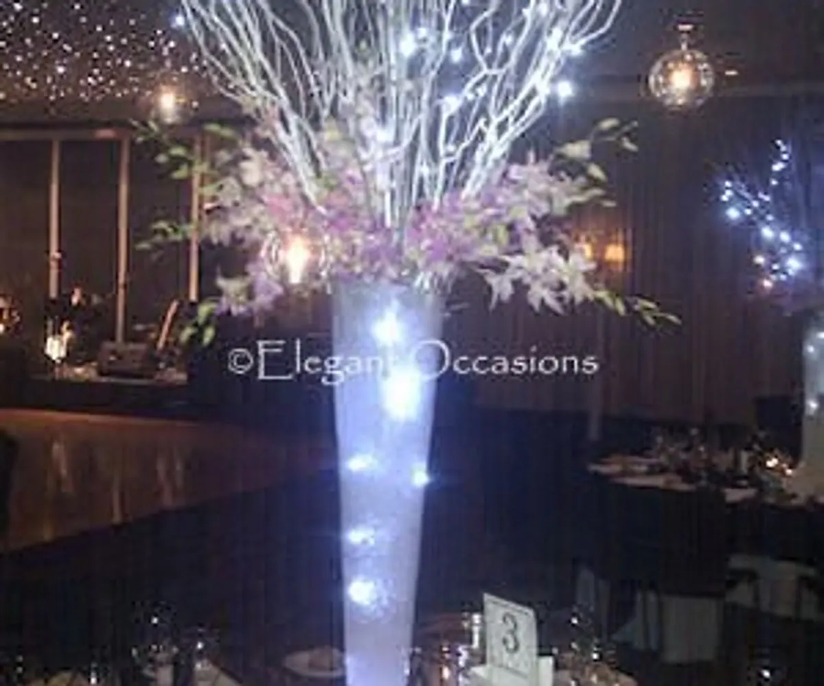 tall willow and lights